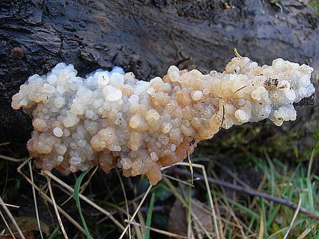 I  Funghi  dopo  l''Uragano